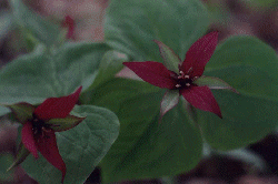 Red Trilliums