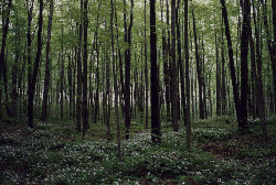 Trilliums in Woods