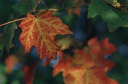 Veined Leaf